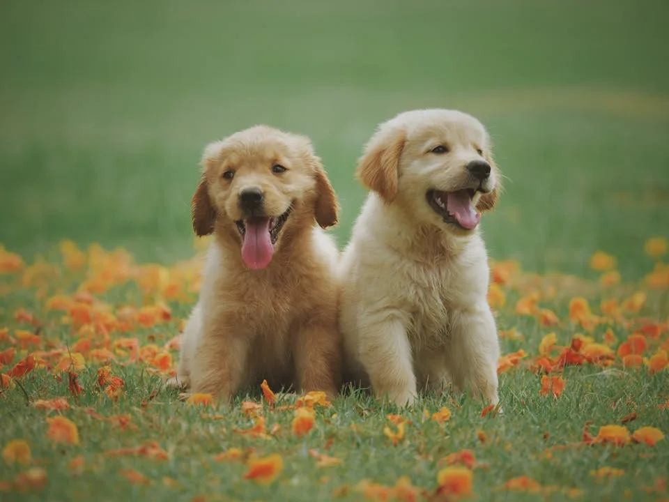 소형견 성견 사료 가이드