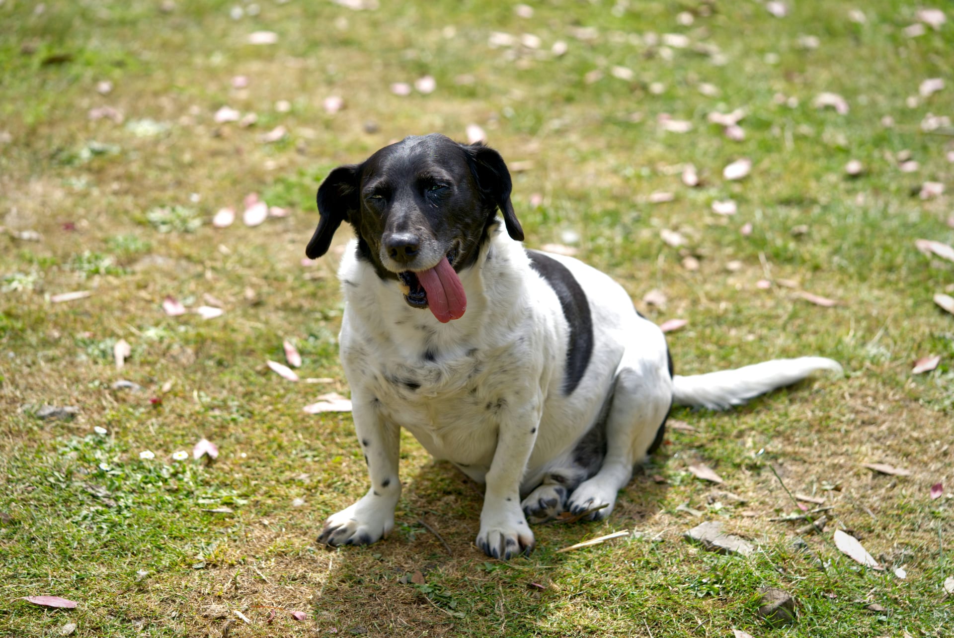 저체중 강아지 체중 증가 가이드
